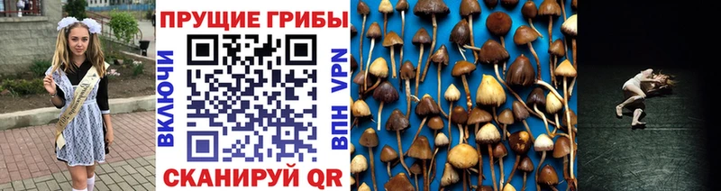 наркошоп Валдай Псилоцибиновые грибы мицелий